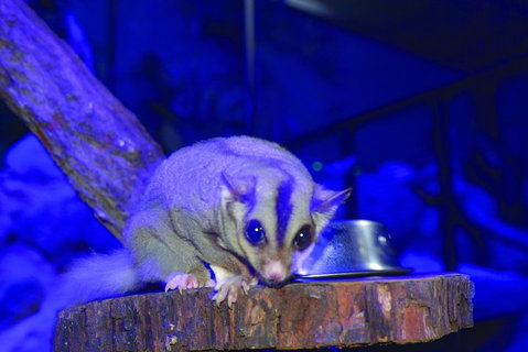Kuranda Koala Gardens And Birdworld Admission Tickets - Pubs Melbourne 1