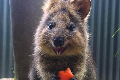 Kuranda Koala Gardens And Birdworld Admission Tickets - Pubs Melbourne 2