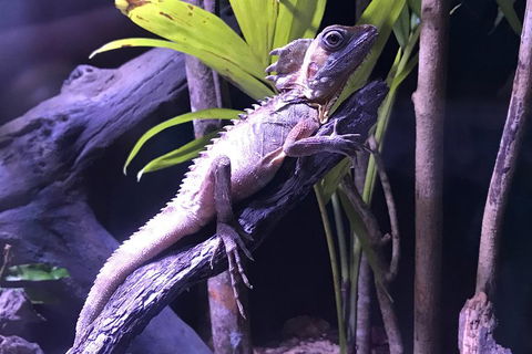 Cairns Aquarium Admission Ticket - Pubs Melbourne 0