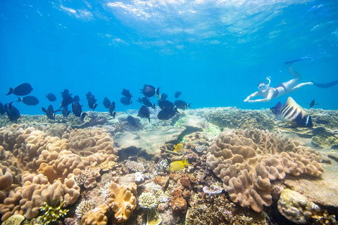 Outer Reef Pontoon Experience From Cairns - Pubs Melbourne 4