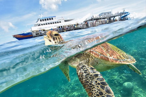 Outer Reef Pontoon Experience From Cairns - Pubs Melbourne 5