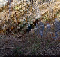 Wild Australian Wildlife 4WD Tour from Sydney - Pubs Melbourne