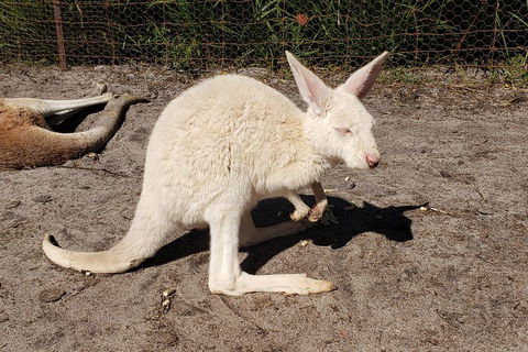 Very Best Of Perth Tour - Wildlife Park & City Highlights Tour - Pubs Melbourne 3