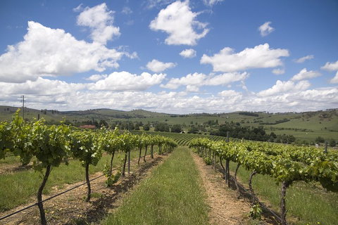 Hunter Valley Wine Tour From Sydney Incl Lunch, Cheese, Chocolate And Distillery - Pubs Melbourne 0