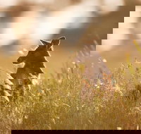 Sunset Blue Mountains Wilderness  Wildlife Tour without the crowds - Pubs Melbourne