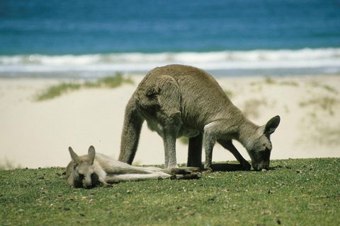 Great Ocean Road Highlights Tour - 2 Days, 1 Night - Pubs Melbourne 2