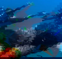 Scuba Dive the S.S. Yongala Wreck on the Great Barrier Reef. - Pubs Melbourne